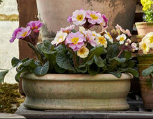 Afbeelding in Gallery-weergave laden, primula
