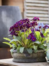 Afbeelding in Gallery-weergave laden, Erika - diam. 30 cm
