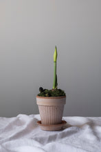 Afbeelding in Gallery-weergave laden, Bergs Potter: Simona Raw Rosa, diam. 18cm
