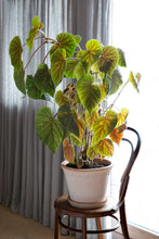 Afbeelding in Gallery-weergave laden, Bergs Potter: Kobenhavner Raw Rosa, diam. 35cm
