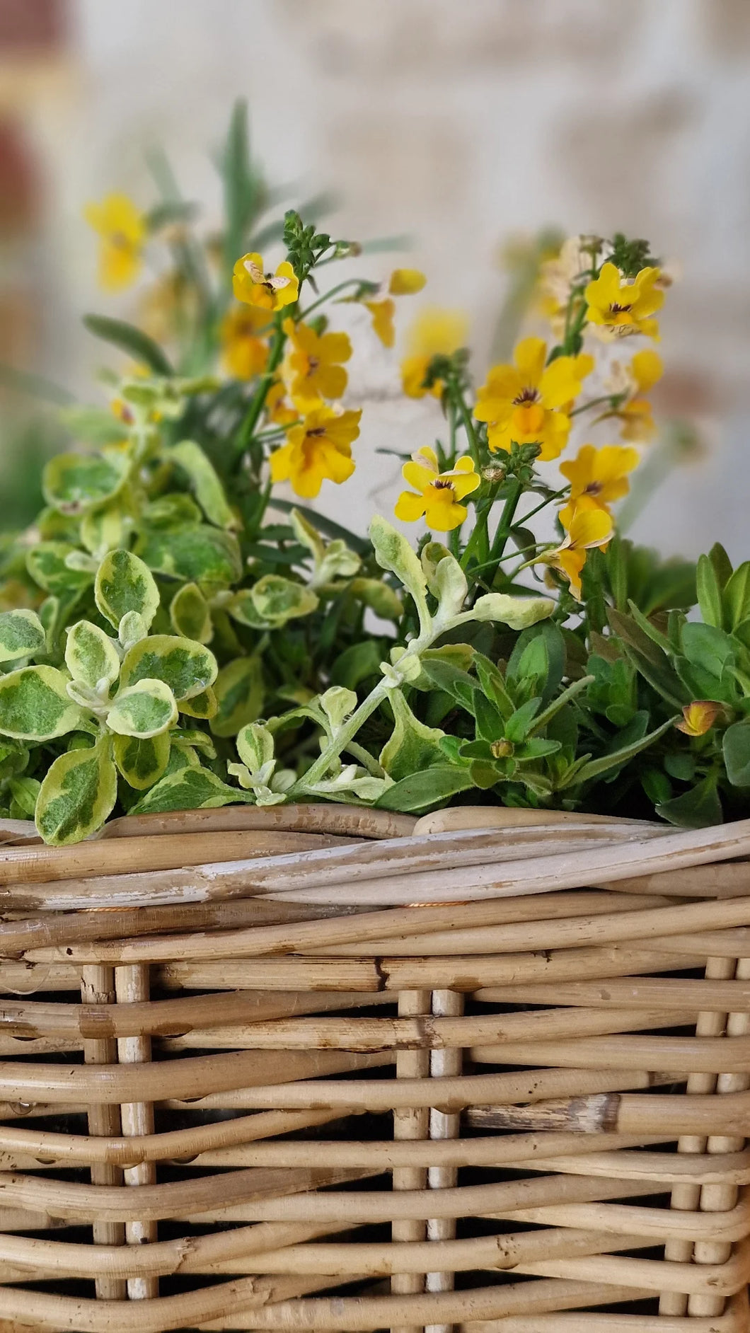 Moederdag  - Mandje zomerkleuren - Afhaling 11.05 !!!