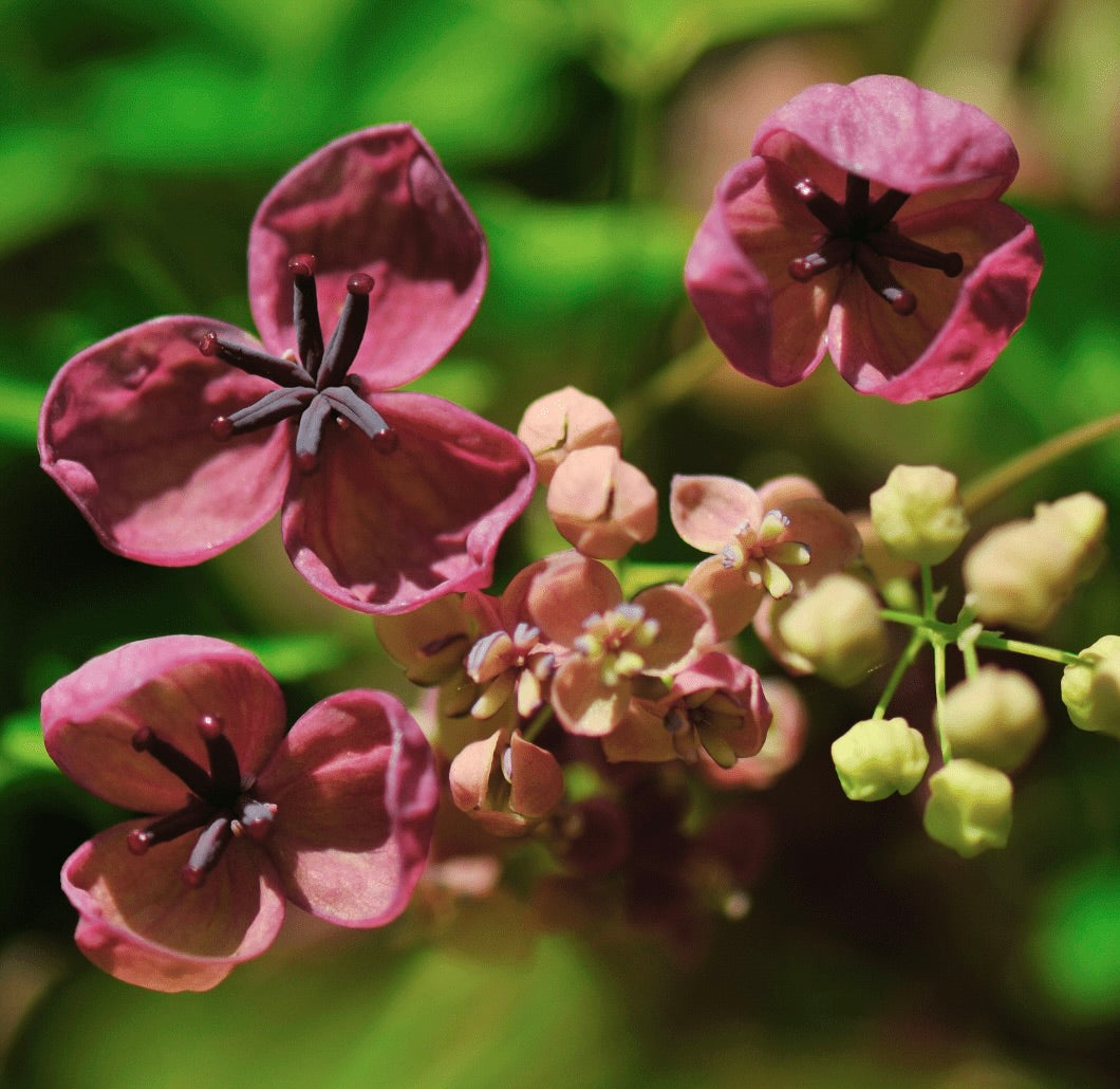 Plantplezier - Chocolade Wingerd 