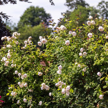 Afbeelding in Gallery-weergave laden, David Austin Engelse rozen &quot;Claire Austin&quot;
