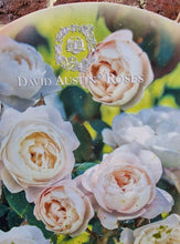 Afbeelding in Gallery-weergave laden, David Austin Engelse rozen &quot;Desdemona&quot;
