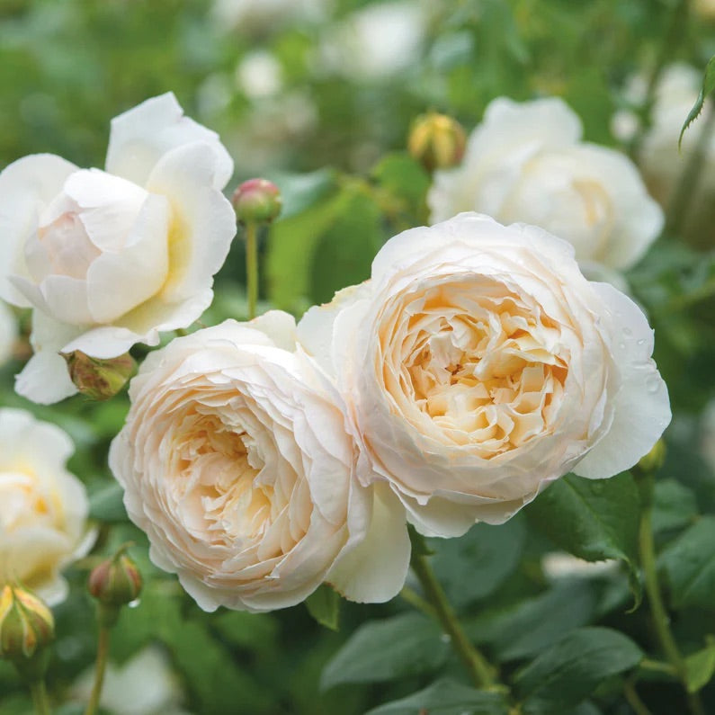David Austin Engelse rozen 