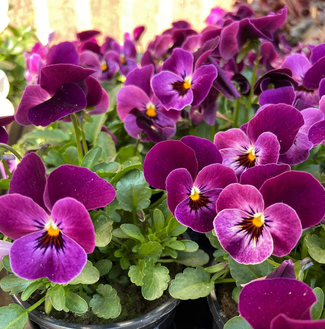 Plantplezier - viooltjes
